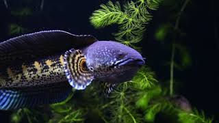 Download lagu CHANNA AURANTI 'SI JAMET' mp3