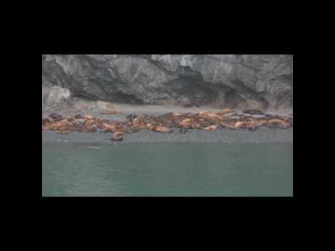 Part 5   Bullhead Sea Lion Haulout 720P
