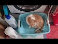 When You Think You Are A Washing Machine