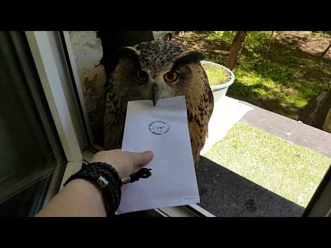 The truth about owls bringing letters