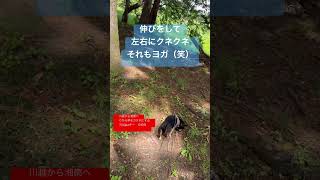 【もっと伸びる？】　#ヨガサークル #初心者 #川越 #オンライン #ストレッチ
