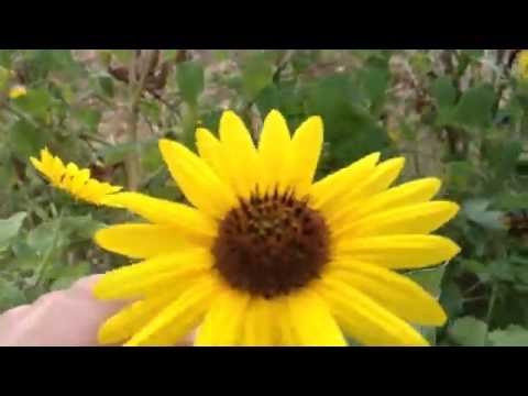 download lagu mp3 mp4 Wild Sunflower Seeds, download lagu Wild Sunflower Seeds gratis, unduh video klip Wild Sunflower Seeds