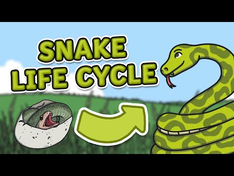The Life Cycle of a Snake | Snake Life Cycle | Science for Kids!