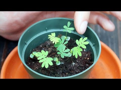 Mimosa pudica por paraziták