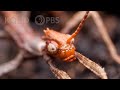 Australian Walking Stick Insects Are Three Times Weirder Than You Think Deep Look