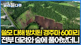 영양실조에 죽을 날만 기다리던 은퇴 경주마 60마리를 데려온 남자, 제주 숲에 풀어줬더니 생긴 변화｜PD로그｜#골라듄다큐