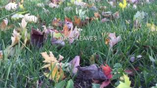 Connor Pearson Free Fall feat. D.R.A.M