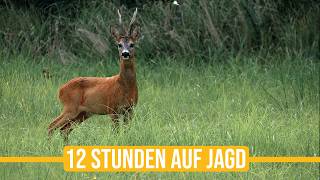 Niederwildtestrevier | 12 Stunden - 10 Böcke - Sie springen!