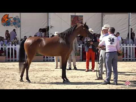 N 38 AL WAZNA AL SHAQAB   2020 Menton Mediterranean and Arab Countries Arabian Horse Championship