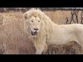 The Mane Men: Thor and Charlie | The Lion Whisperer