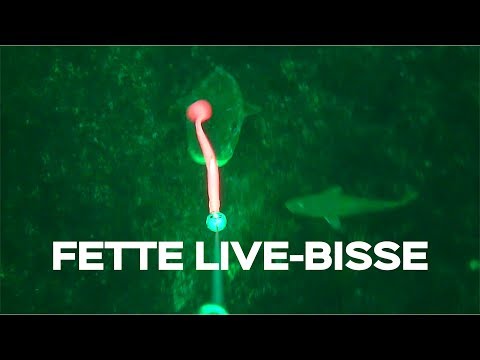 Fette Live-Bisse! So schlagen dicke Dorsche zu. Dorschangeln mit Gummifisch