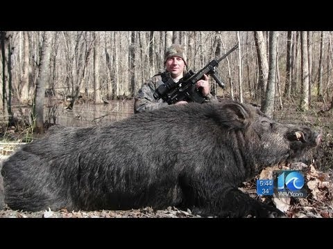 Another huge boar shot & killed in N.C.