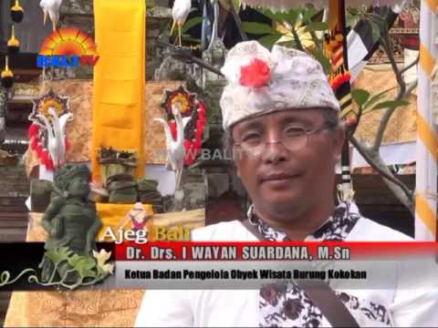 AJEG BALI - BARONG KOKOKAN PURA DESA  PETULU GUNUNG UBUD EPS 1