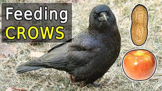 The Ultimate Guide to Feeding Crows in Your Backyard