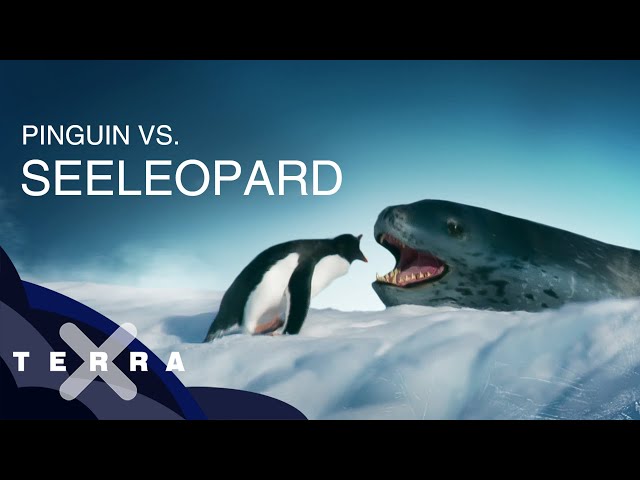 Video Aussprache von Pinguin in Deutsch