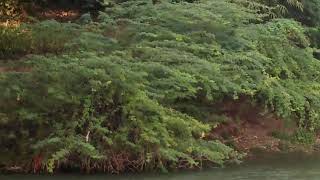 preview picture of video 'बकुलाही नदी पिरथीगंज'
