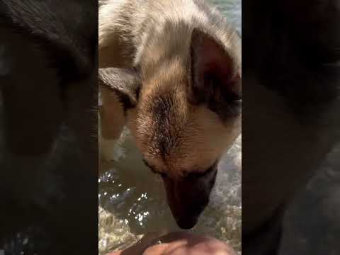 Dogs #dog #animals #pets #shorts #fypシ #viral