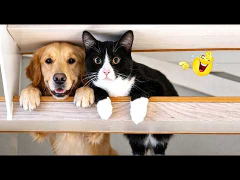 Try Not To Laugh… You’ll Lose 😂 Hilarious Cats & Dogs Fails 2026 | Viral Moments
