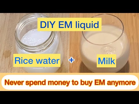 DIY EM come from rice water + milk at home