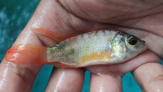 Download lagu Bisnis Menguntungkan Budidaya Ikan Nila Slayer mp3