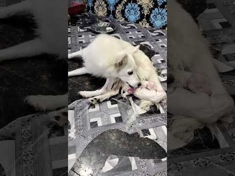 😍😍😍😍😍One day puppies 😍😍😍😍😍#subscribe