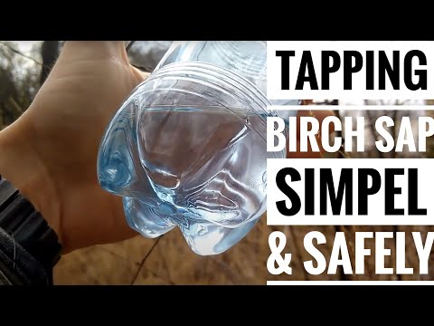 How to tap Birch sap and not damage the tree