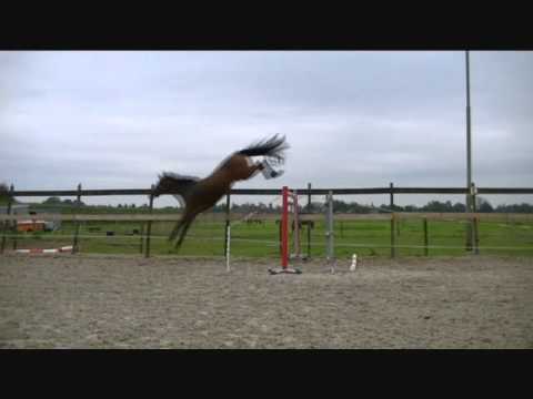 Massimo (Cassini I) x Clinton **SOLD**