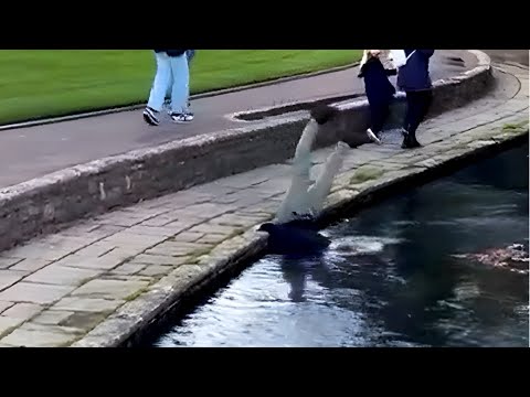 Quintessentially British Memes 95 |  Funny Brits