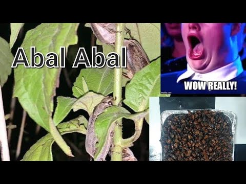 Paanu Kumuha ng Abal Abal o Salagubang? Exotic food? | Watch this siguradong mag eenjoy ka!