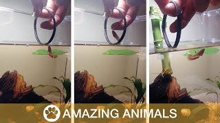 Fish jumps through hoop