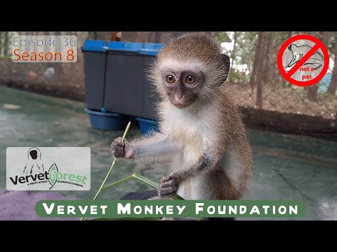 Can Baby Orphan Monkey Sarah Be Saved? All Hope Is not Lost - Is Orphan Agatha too old?