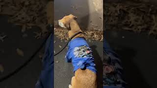 Video preview image #1 Mutt Puppy For Sale in Stratham, NH, USA