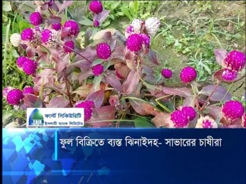 ফুল বিক্রিতে ব্যস্ত ঝিনাইদহ-সাভারের চাষীরা
