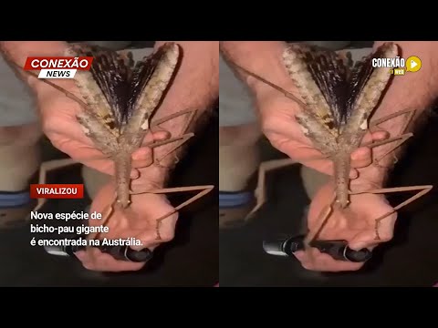 Vídeo: Nova espécie de bicho-pau gigante é encontrada na Austrália.