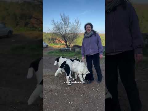 Διαφημίζοντας το μαντρί