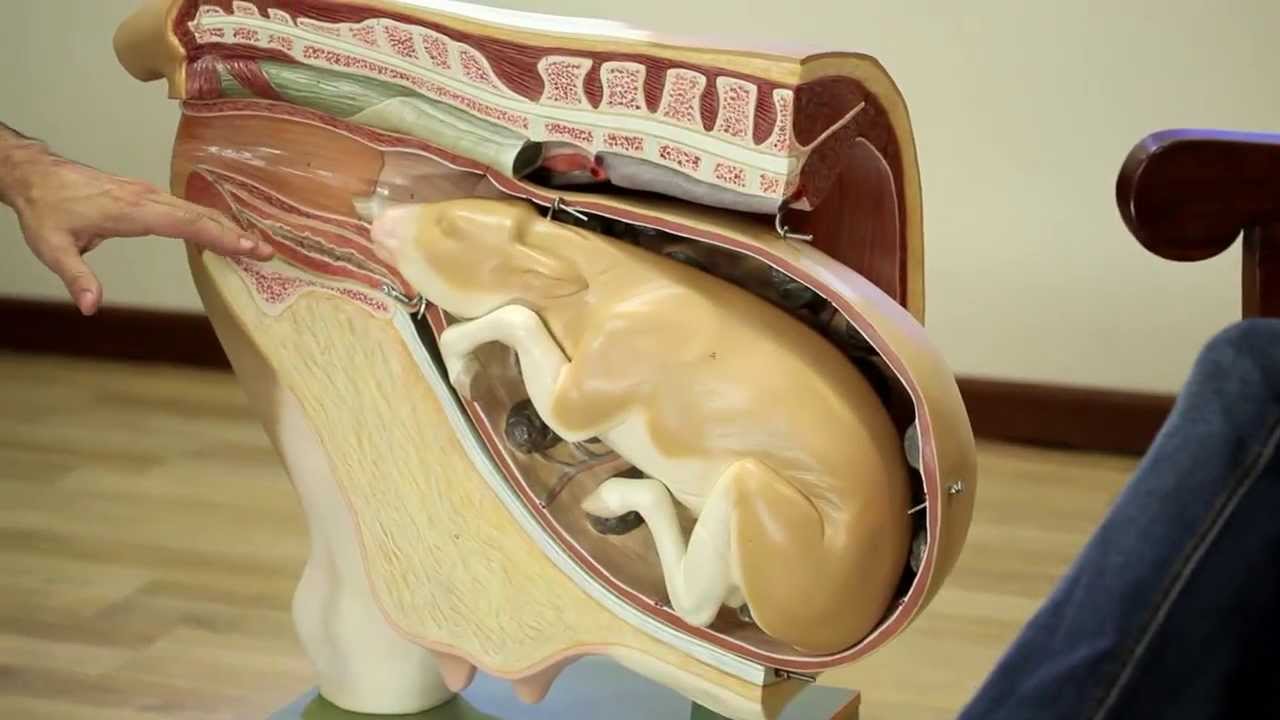 Prostaglandina Pós- Parto - Programa Valeu Vallée