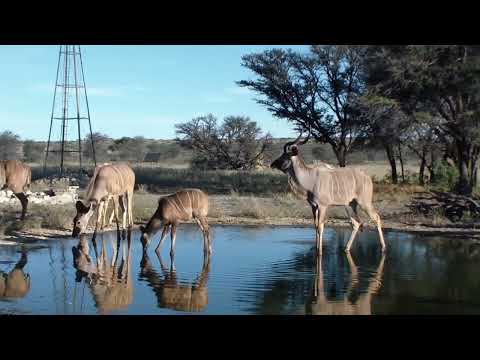 Kgalagadi Trip | Part 3 | Waterholes | Kudu | Raptors and Squirrels