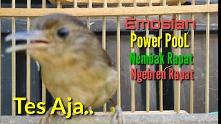 Download lagu Burung Flamboyan Gacor Ngebren Rapat Nyerecet Cocok buat Pancingan mp3