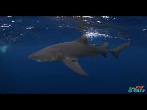 We Are Shark Tours(Florida)              Short Film ( @WildlifeWithRyan 2022 )