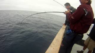 Abu garcia toro revo winch