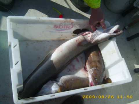 Norwegen , Nautnes im August 09