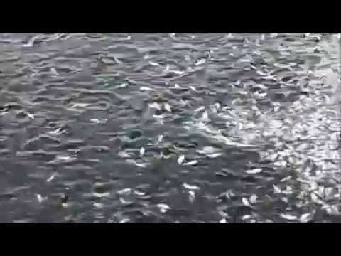 Thousands of Lives Coming to a Premature End