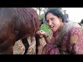 Viral Direct Drinking Milk Milking Vlog
