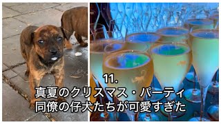【シドニーで働く50代】11. 真夏のクリスマス・パーティ! 同僚の仔犬たちが可愛すぎた!