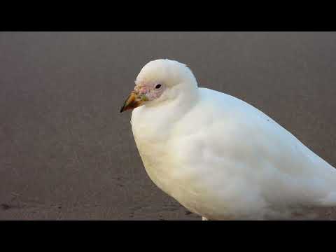 Palomas Antarticas en Necochea 4K