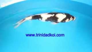 preview picture of video 'Trinidad Koi- Living Jewels Farm- lj 3559'
