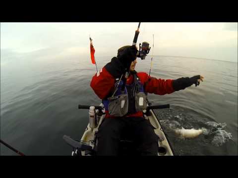 Nytårstorsken fanges på Øresund