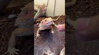 アムアム#animals #フトアゴヒゲトカゲ