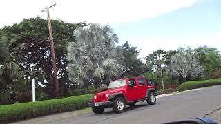 Amazing Bismarkia nobilis Palm Trees