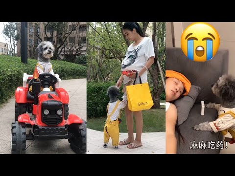 very intelligent and caring dog || Dog Videos || Best Dog clip